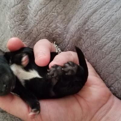 Tiny black-and-white puppy sleeping in a person’s hand on a gray blanket