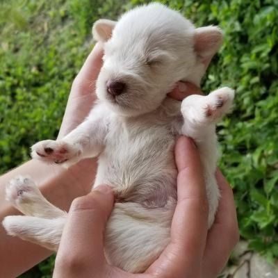 Tiny white puppy sleeping in cupped hands outdoors with green grass in the background