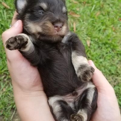 Tiny black and tan puppy sleeping in cupped hands outdoors on grass