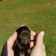 Tiny black puppy held in two hands on green grass