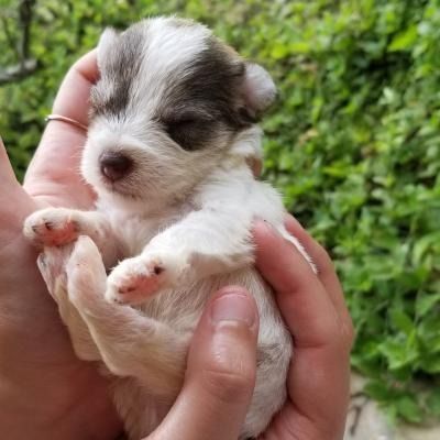 Tiny white-and-brown puppy being gently held in hands, eyes closed against a green leafy background