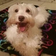 Small white fluffy dog sitting on a colorful blanket, panting with mouth open and ears perked.