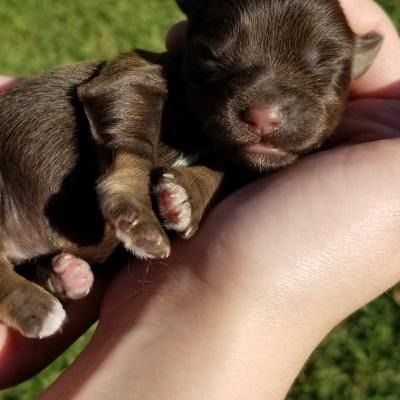 Tiny brown puppy sleeping in a person’s hand outdoors on grass