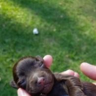 Tiny sleeping puppy cradled in hands on a grassy background