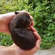 Small dark puppy curled in cupped hands against a green leafy background