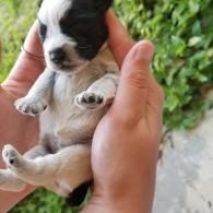 Small black-and-white puppy being held in a person’s hand outdoors