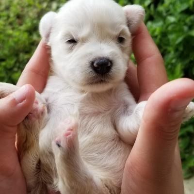 Tiny white puppy being gently held in hands, with green foliage in the background
