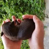 Two hands holding a small dark brown furry puppy curled up, with green grass in the background