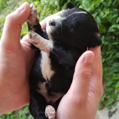 Tiny black-and-white puppy cradled in hands, with green grass blurred in the background