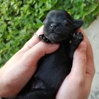 Tiny black puppy cradled in two hands, eyes closed, against a green leafy background