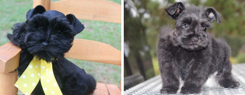 Two small black dogs, in side-by-side photo, one with a yellow polka-dot bow, side by side outdoors.