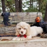 Small white puppy with red bow lying on a stone bench in a Halloween setting with forest behind