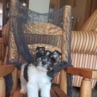 Small black-and-white dog sitting on a wooden chair with a woven back in a cozy room
