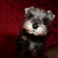 Small black-and-gray puppy with a white muzzle against a dark red background