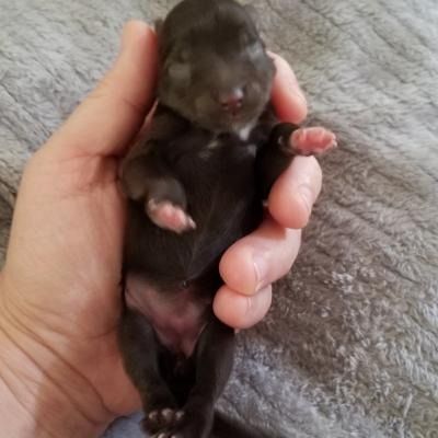 Tiny black newborn puppy being gently held in a hand, paws curled against a gray blanket.
