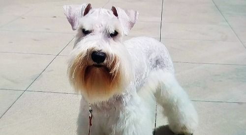 White schnauzer dog standing on a light tiled floor, facing the camera.