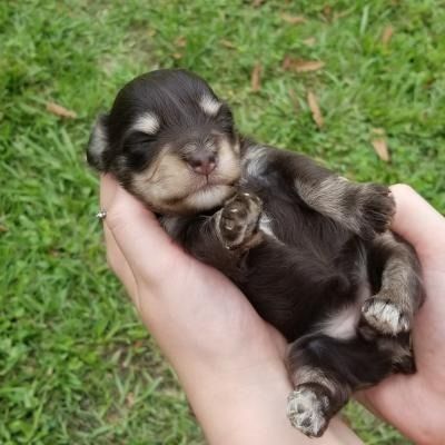 Tiny black-and-tan puppy sleeping in a person's hand over green grass