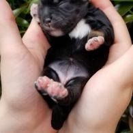 Tiny black puppy with white paws resting in cupped hands outdoors