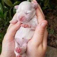 Tiny white newborn puppy sleeping in cupped hands outdoors