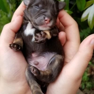 Tiny sleeping puppy cradled in two hands, with a dark coat and pink belly.