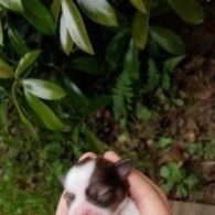 Hand holding a small white-and-brown puppy under green leaves outdoors