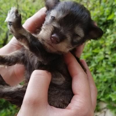 Tiny sleeping puppy cradled in hands, with one paw raised, against a green outdoor background