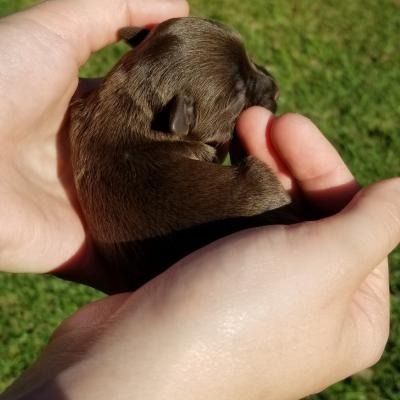 Tiny brown puppy curled in two hands on grass, sleeping peacefully.
