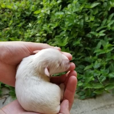 Tiny white puppy curled in a hand, with green leaves in the background