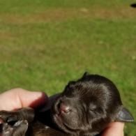 Newborn black puppy cradled in a person’s hands outdoors on grass