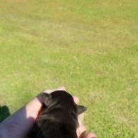Person holding a black puppy over a grassy field