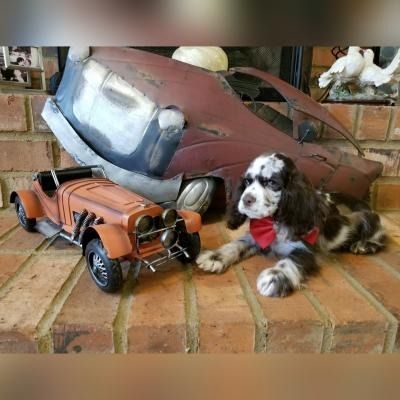Dog lying on brick steps beside a toy orange car and a rusty old vehicle shell