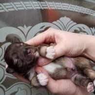Tiny brown-and-white puppy being gently held in two hands, lying on a patterned surface