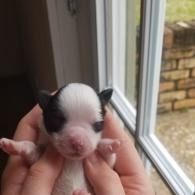 Tiny black-and-white puppy being held near a window.