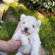 Small white puppy being held in a hand outdoors on grass, looking at the camera