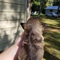 Small brown puppy being held outdoors near a house and yard
