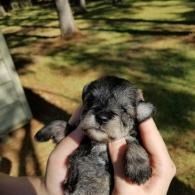 Tiny black-and-gray puppy being held outdoors in sunlight
