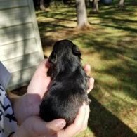 Small black puppy being held in two hands outdoors near a house and grassy yard