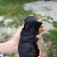 Hand holding a tiny black puppy outdoors on grass and dirt