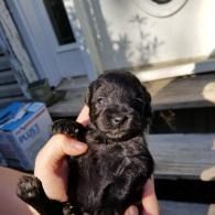 Tiny black puppy being held in a hand on a sunny porch.