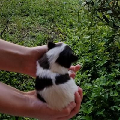 Small black-and-white puppy being held in two hands outdoors on green grass.