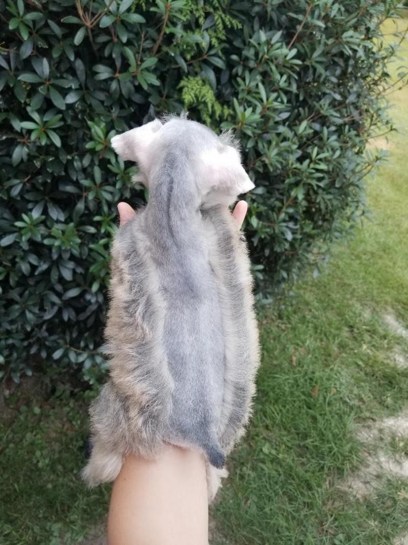 Gray puppy being held against a hedge beside a grassy lawn