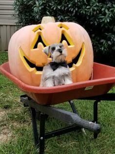 Small dog sitting in an orange wheelbarrow in front of a carved jack-o'-lantern pumpkin