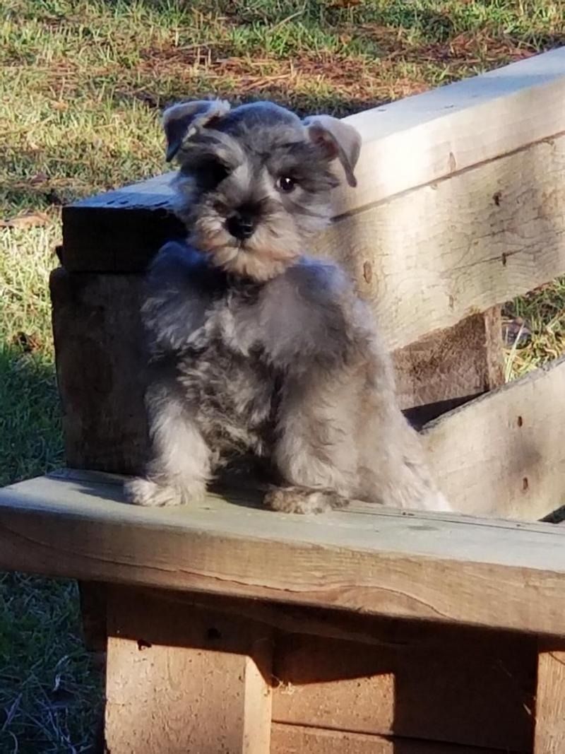 Small gray dog sitting on a wooden bench outdoors in sunlight