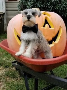 Small dog in a black bow tie sitting on a pumpkin Halloween decoration outdoors