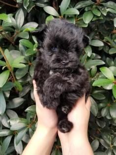 Small black puppy being held in two hands in front of green leaves