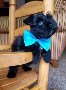 Small black puppy with bright blue bow tie standing on a wooden chair indoors