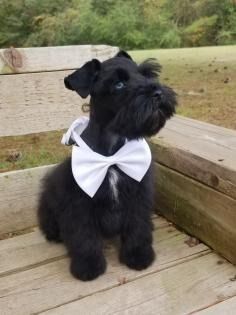 Black schnauzer wearing a white bow tie sits on a wooden deck outdoors.