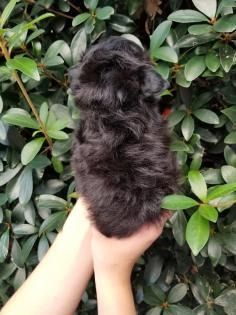 Small black puppy being held up in front of green leafy bushes