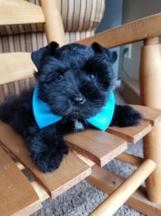 Small black puppy wearing a bright blue bandana лежит on a wooden chair