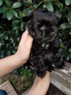 Small black puppy being held in two hands in front of leafy greenery.